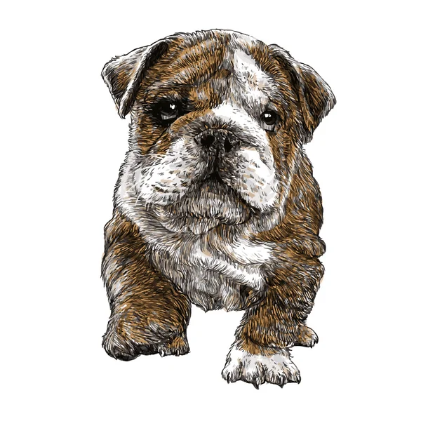 Bulldog dessiné à la main — Image vectorielle