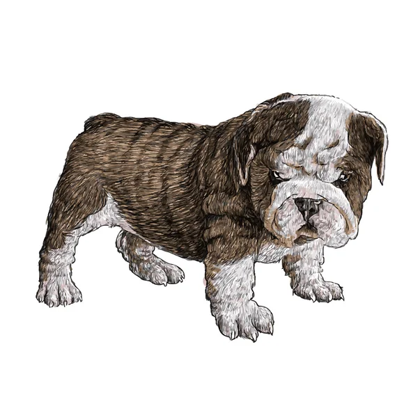 Bulldog hand drawn — ストックベクタ