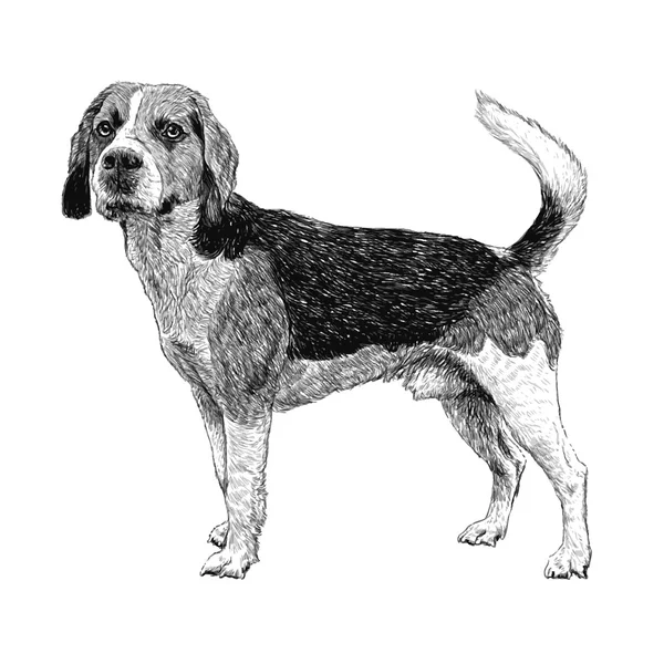 Beagle hand drawn — Stock Vector