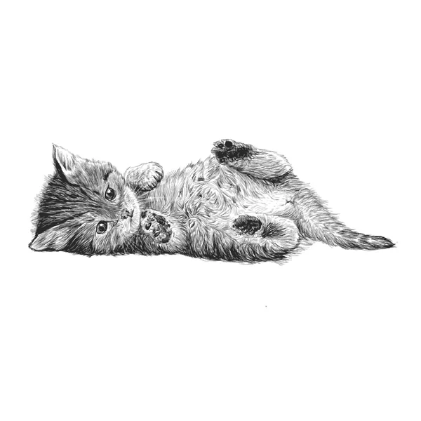 Piccolo gatto disegnato a mano — Vettoriale Stock