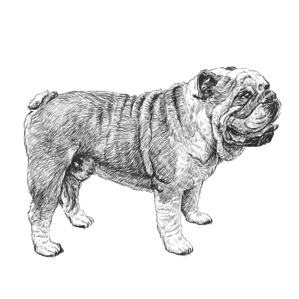 Bulldog hand drawn — 图库矢量图片