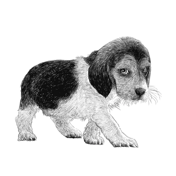 Beagle von Hand gezeichnet — Stockvektor