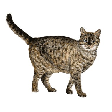küçük kedi