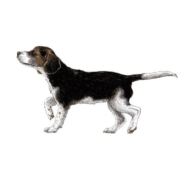 Beagle elle çizilmiş