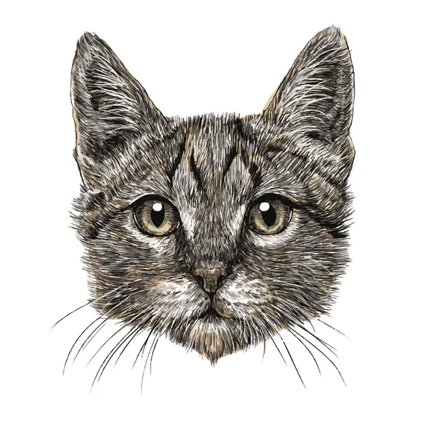 Pequeño gato — Vector de stock