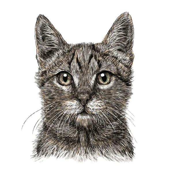 Kleine kat — Stockvector