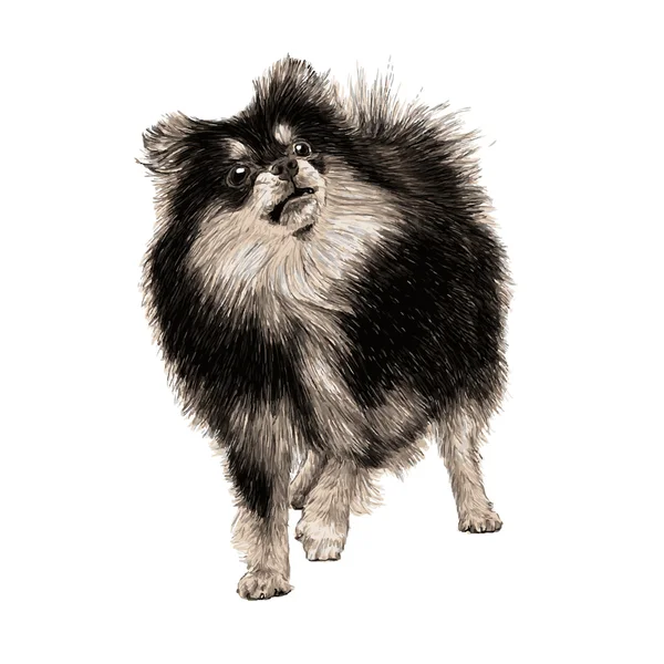 Pomeranian elle çizilmiş — Stok Vektör
