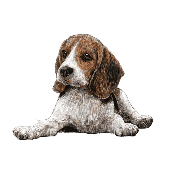 Beagle dessiné à la main — Image vectorielle