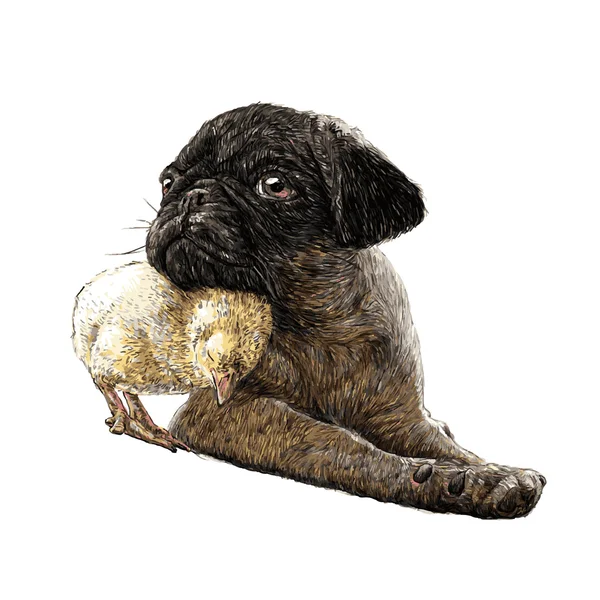 Pug chien ang un poussin — Image vectorielle