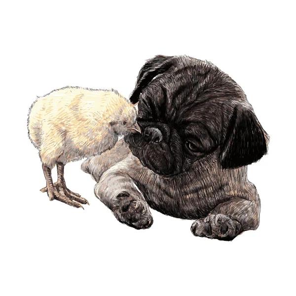 Pug chien ang un poussin — Image vectorielle