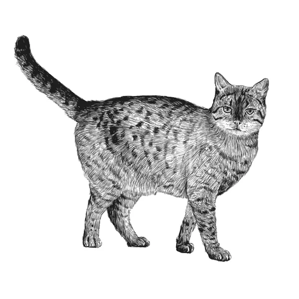 Pequeño gato — Archivo Imágenes Vectoriales
