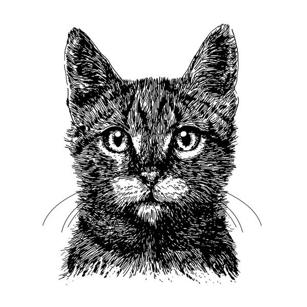 Pequeño gato — Archivo Imágenes Vectoriales