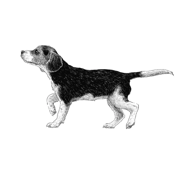Beagle elle çizilmiş — Stok Vektör
