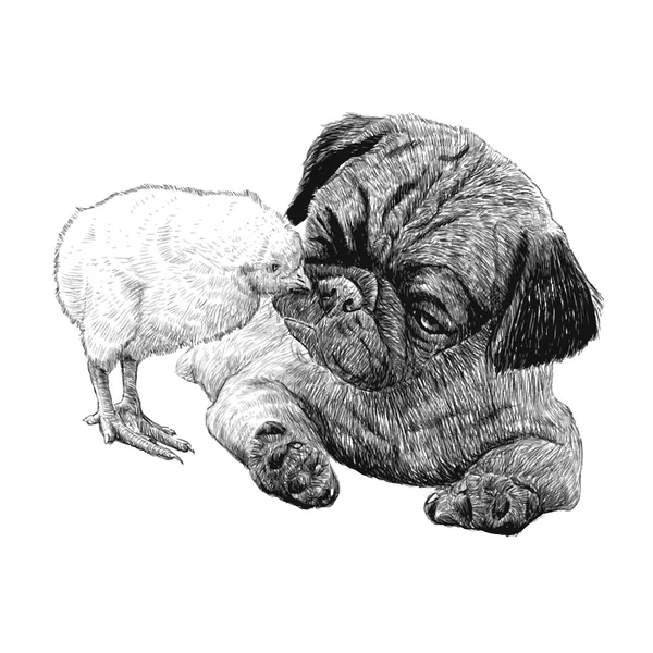 Pug perro ang un pollito — Archivo Imágenes Vectoriales