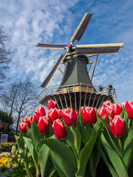 Moinhos de vento holandeses tradicionais com tulipas vibrantes — Fotografia de Stock