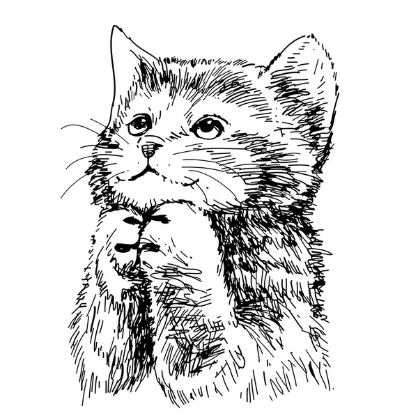 Precioso gatito mano dibujado vector — Archivo Imágenes Vectoriales