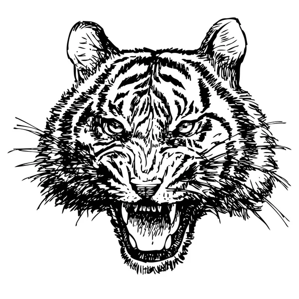 Tête de tigre en colère dessinée à la main — Image vectorielle