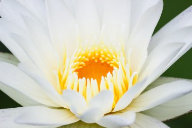 Nilüferler gölette