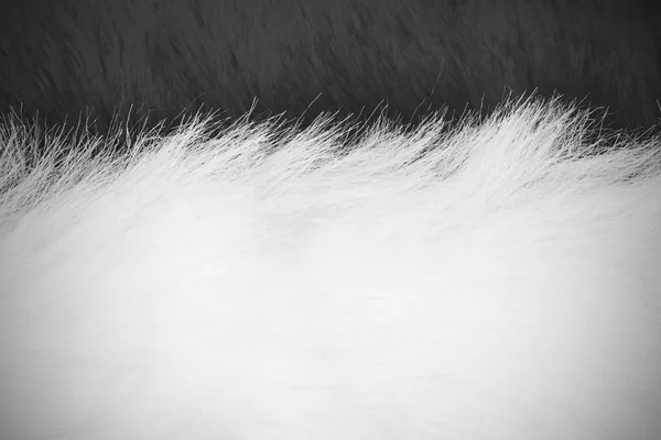 Pêlo branco e preto — Fotografia de Stock