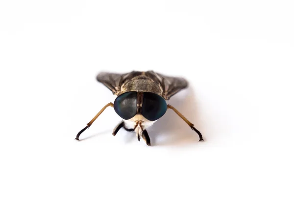 Νεκρές μύγες σε λευκό φόντο — Φωτογραφία Αρχείου