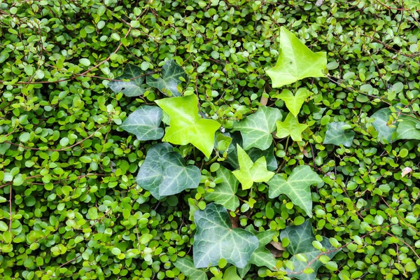 Pared de hojas verdes — Foto de Stock