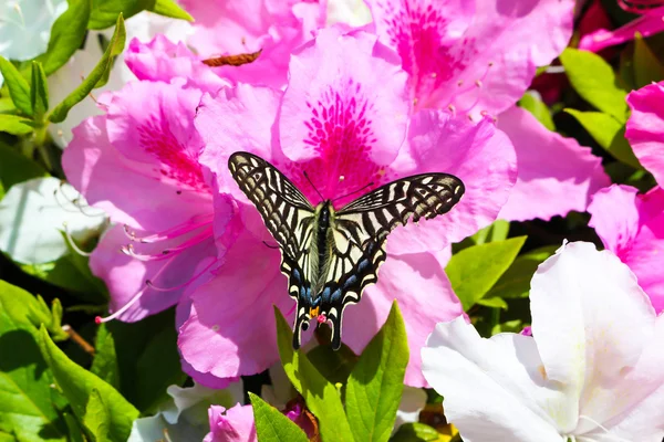 Pembe çiçek kelebek; Açelya 