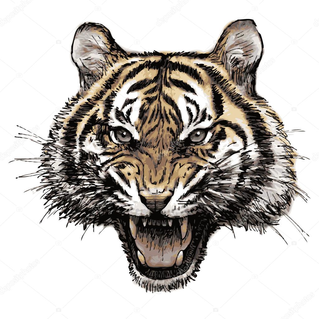 Angry Tiger Drawing by Ashley Cooper - Pixels