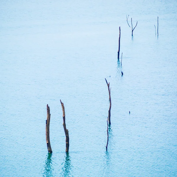 Döda träd i sjön — Stockfoto