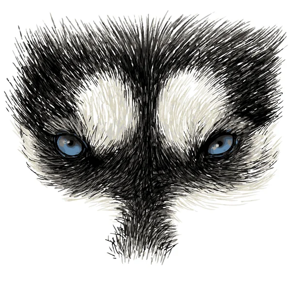 Die Augen des sibirischen Huskys — Stockvektor