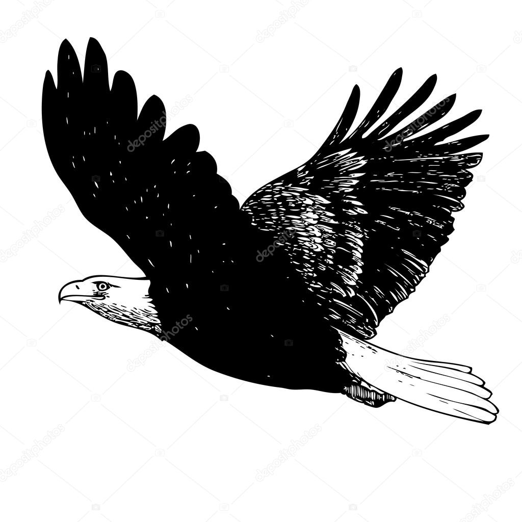 Schwarz und weiß Adler Hand gezeichnet — Stockvektor ...