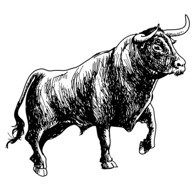 hand drawn illustration of bull