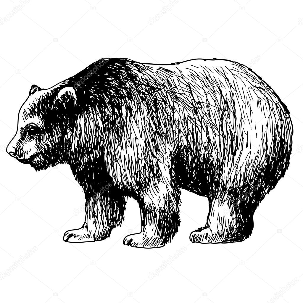 hand drawn illustration of bear