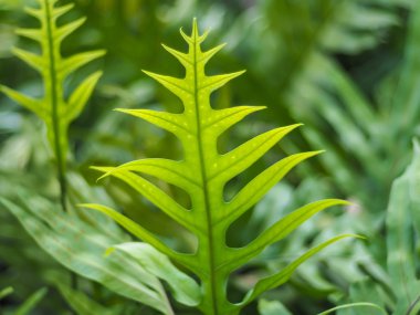 yeşil yapraklar arkaplan