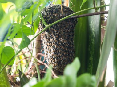 Arı kovanı bir ağaç üzerinde asılı