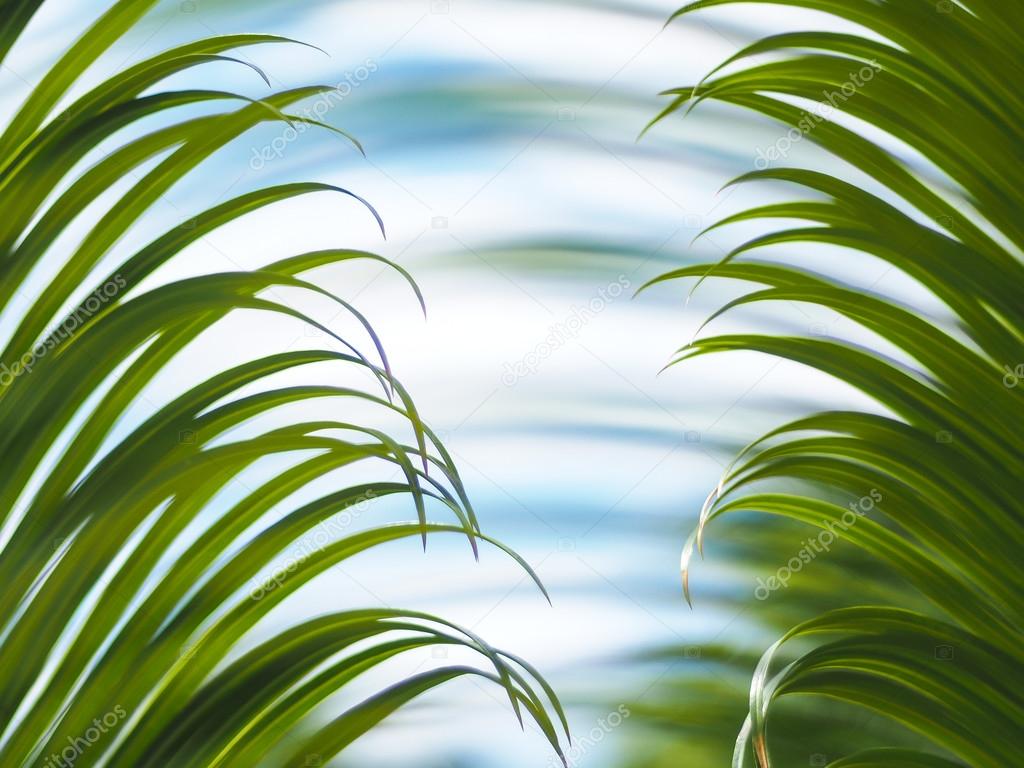 palm leaves with blue sky