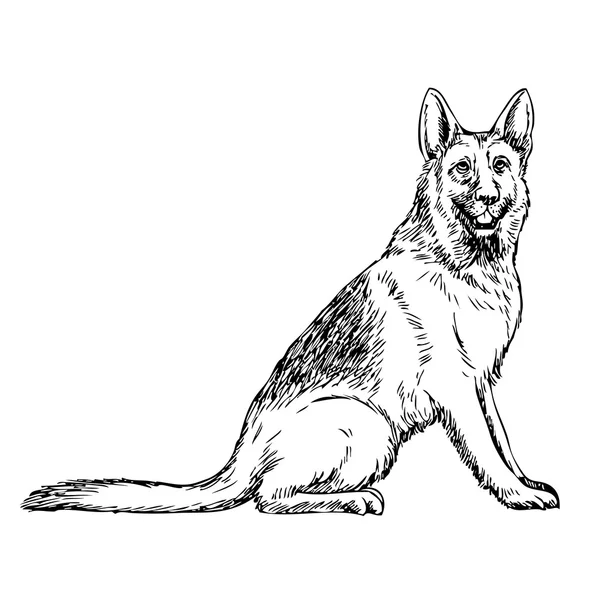 Deutscher Schäferhund handgezeichnet — Stockvektor
