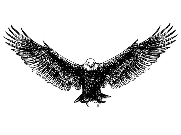 flying eagle hand drawn