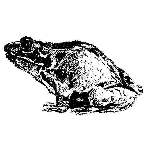 Frog hand drawn — Stock Vector