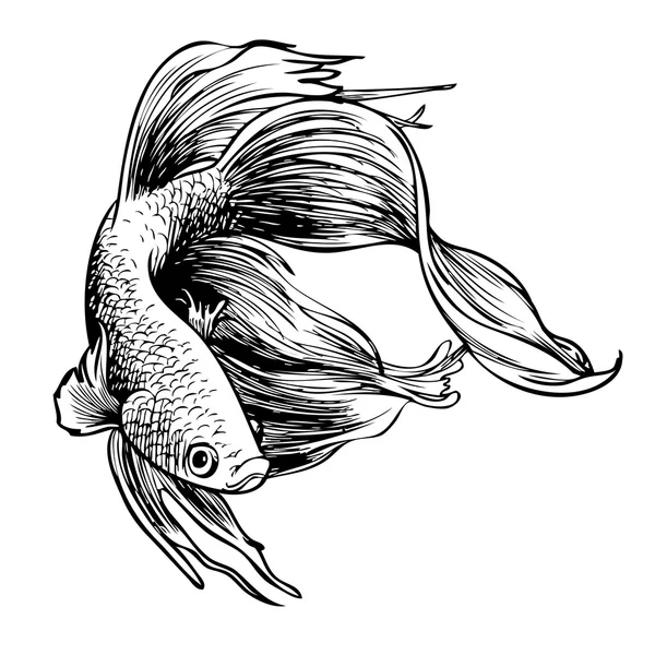 Betta splendens, siamesische Kampffische — Stockvektor