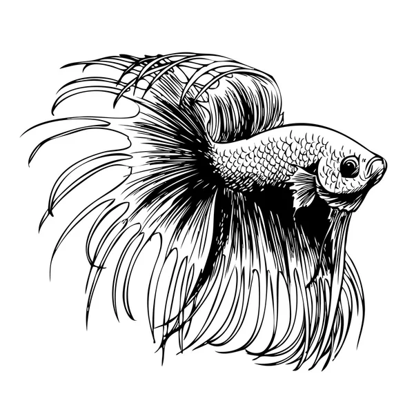 Betta splendens, Siyam mücadele balık — Stok Vektör