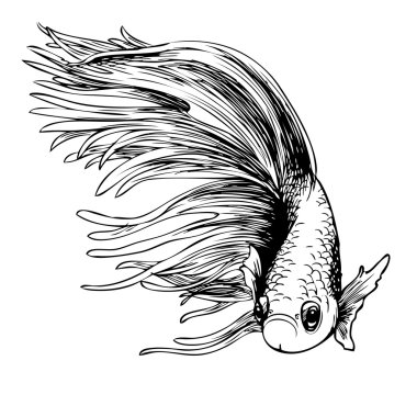 Betta splendens, Siyam mücadele balık