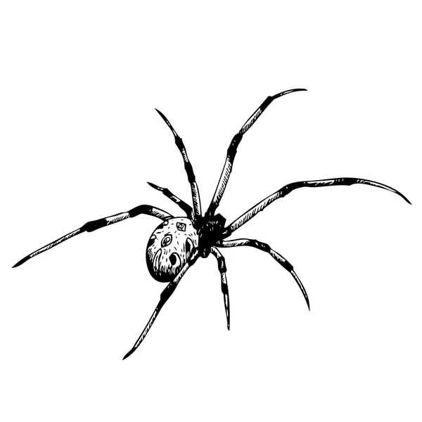 Araña — Archivo Imágenes Vectoriales