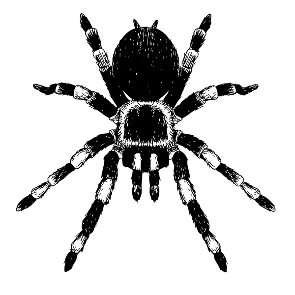 Araña — Vector de stock