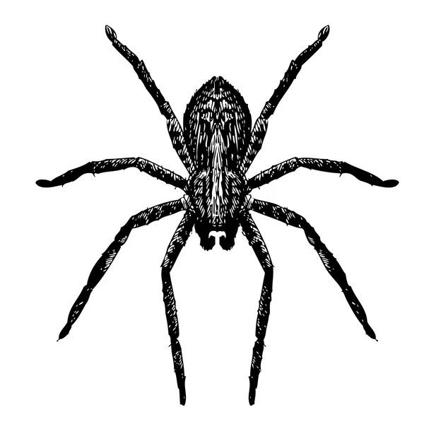 Garabato a mano alzada araña — Vector de stock