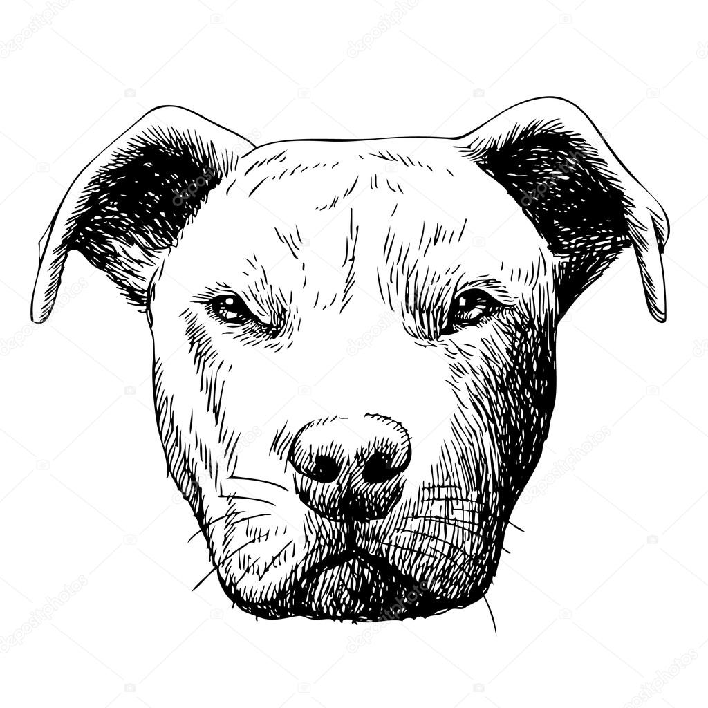 freehand sketch illustration of pitbull dog