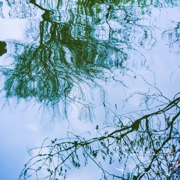 Reflexão de galho de árvore na superfície da água — Fotografia de Stock