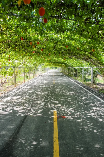 Árbol túnel natural en camino de asfalto — Foto de Stock