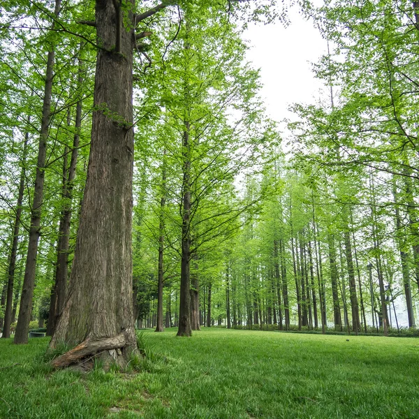 緑の野原の松の木 — ストック写真
