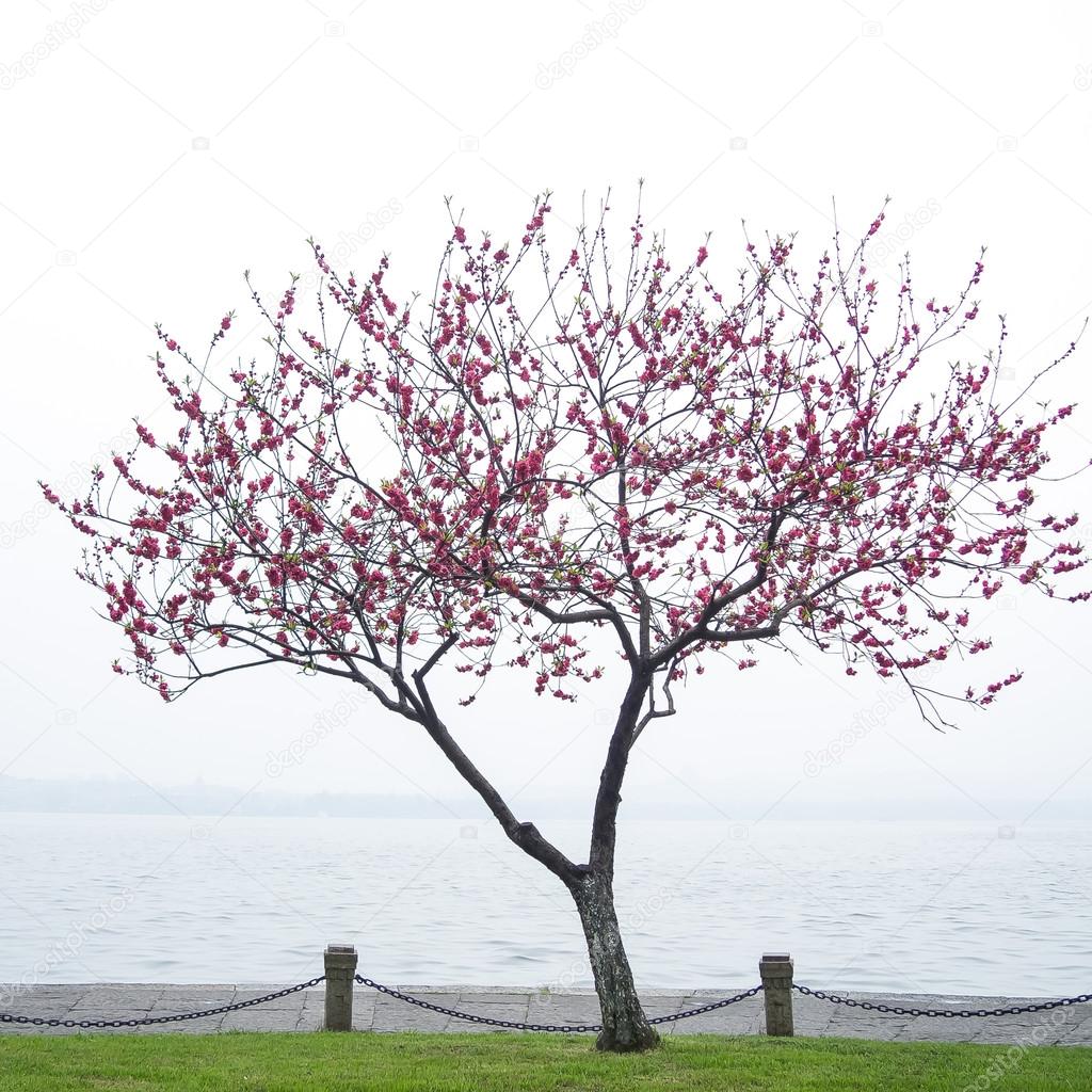 pink peach blossom flower tree along the lake