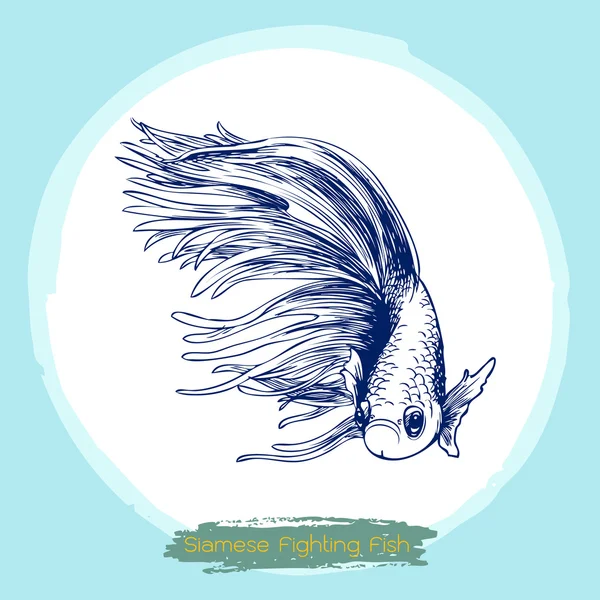 Illustration av Betta splendens, Siamesisk kampfisk — Stock vektor